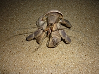 крабик на пляже, ночью такие крабы ползут к морю))