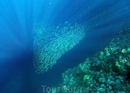 Стайка сардин над рифом у Панагасами-бич