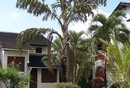 Фото Pinewood Village Beach Resort & Spa