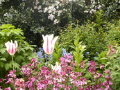 Цветники в Сент-Джеймс парке.