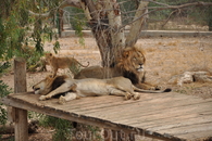 в зоопарке Фригия.. слышали рычание льва. да.. это впечатляет!