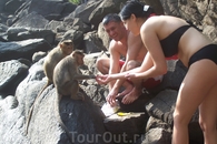 На водопаде Дудхсагар мы кормили обезьянок, очень милые и умные животные. Одна обезьянка стянула у нас пакет с бананами и орехами.