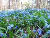 по всем городам южной Финляндии в мае цветут такие цветы