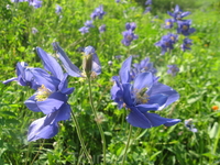 Водосбор (Aquilegia)