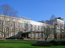 Фото Платан