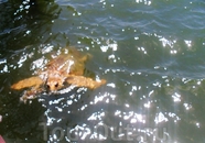Черепаха Каретта- каретта на реке Дальян