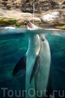 Дружелюбный дельфин.