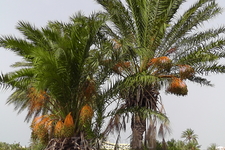 Финиковые пальмы и...