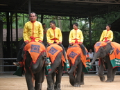 Шоу слонов
