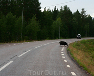 Дороги Швеции и местные обитатели.