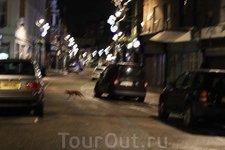 Лондон. ночью по городу бегают лисы