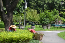 парк бонсай