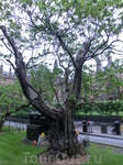 Очень старое дерево, наверное, такое же древнее, как сам Парламент.