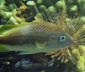 Starfish Reef Resort