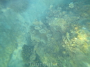 Обитатели коралового рифа.
