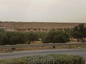 Основное достояние страны и основной пейзаж за окном - оливковые рощи.