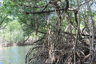 На моторной лодке плывем через мангровые заросли