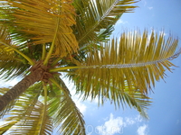 Медитация под пальмой