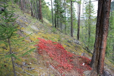 палитра красок там разнообразна