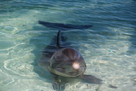 пляж Сирена, дельфинчки в загоне в количестве 2х штук обитают. жалко их - там воняет преужасно и места дл них очень мало