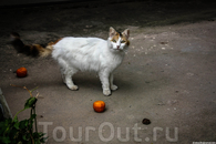 Кот и апельсин