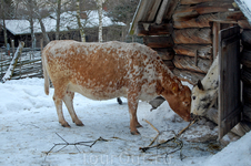 Хозяйская скотина на хуторе.