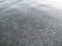 рыбы в воде у набережной, их там были тысячи, все в рыбе!!!! нам показалось это странным... ))))))
