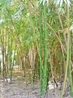 Небольшая бамбуковая роща
