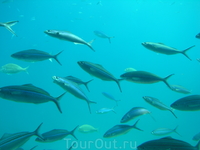 Обитатели Красного моря.