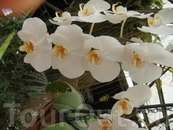 парк орхидей "утопия"