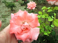 В августе в Бендерах все еще цветут розы. Вообще Бендеры часто называют "городом роз", хотя в последние годы многие клумбы с этими красивыми цветами ликвидировали ...