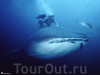 Вулкан Майон и плавание с китовыми акулами