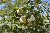 вокруг храма растут плодовые деревья
Айва