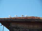болгарские чайки