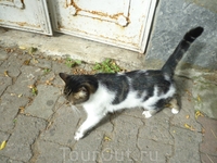 турецкие кошки повсюду, никого не боятся, ко всем ластятся.