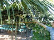Paradise Park Farm на Самуи. 