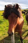 исландская лошадка