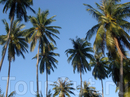кокосовые пальмы на острове Ко Куд