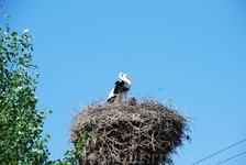Абсолютно у каждого дома в деревеньке есть гнездо с этими благородными птицами.