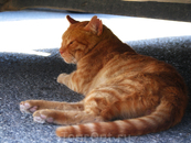 В монастыре Превели много кошек. Они гуляют по монастырю, а некоторые, как этот рыжий кот, прячутся от знойного солнца под машинами.