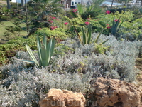 местная клумба