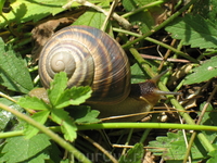 таких улиток вокруг много!!!! таких улиток вокруг много!!!!