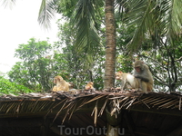 на входе о.обезьян - встречают туристов