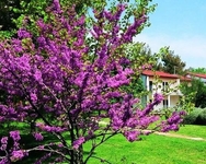 Ai Pini Resort