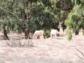 Еще антилопы