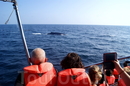 в открытом море наблюдаем семью китов!