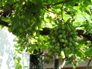виноград в саду
