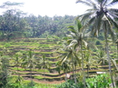 Остров Бали.Февраль 2014