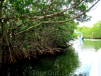 мангровые леса не только фильтруют морскую воду.. это так же своего рода барьер против сильных волн (в т.ч. цунами)...
такие леса остановят мощь волны, именно поэтому в Тайланде (и ряде других стран)