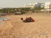 Пляжный верблюд